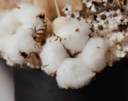 Cotton